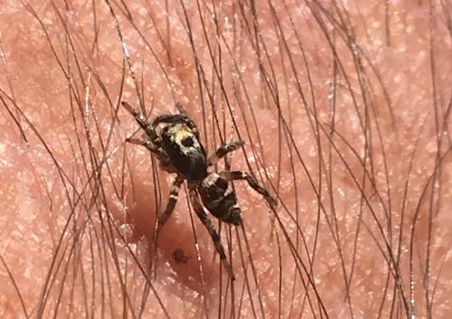 Salticus sp.